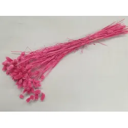 PHALARIS FUCHSIA +/-100GR BOPP/kraft hobbyverpakking