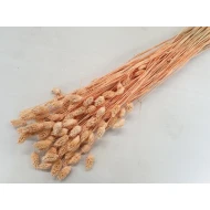 PHALARIS MELON +/-100GR BOPP/kraft Small packaging