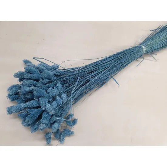 PHALARIS PARISIAN BLUE +/-100GR BOPP/kraft