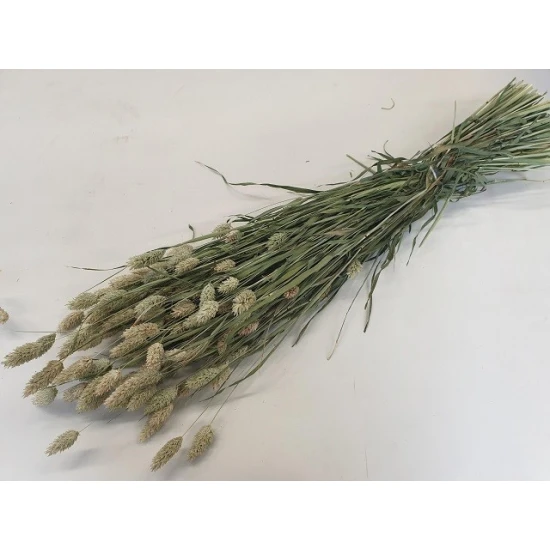 PHALARIS NATURAL BOPP/kraft