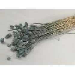 PHALARIS ICE GREEN +/-100GR BOPP/kraft Small packaging