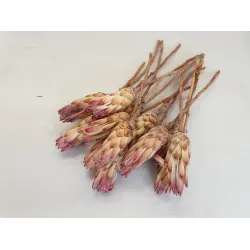 PROTEA COMPACTA FLOWER PINK 15PCS BOPP/kraft Small packaging