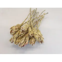 PROTEA COMPACTA FROSTED GREEN 15PCS BOPP/kraft Small packaging