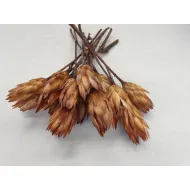 PROTEA REPENS CREAM 15ST BOPP/kraft hobbyverpakking