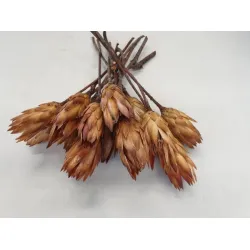 PROTEA REPENS CREAM 15PCS BOPP/kraft Small packaging