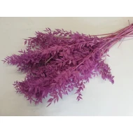 RUSCUS FREESIA +/-200GR BOPP/kraft hobbyverpakking