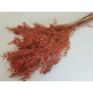 RUSCUS MARRON +/-200GR BOPP/kraft emballage hobby