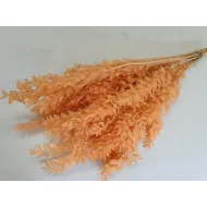 RUSCUS MELOEN +/-200GR BOPP/kraft hobbyverpakking