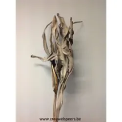 STRELITZIA LEAF LONG MUD BROWN 10PCS BOPP/kraft Small packaging