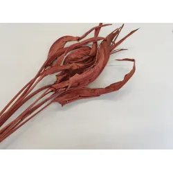 STRELITZIA LONG TERRACOTTA 10PCS BOPP/kraft Small packaging