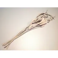 STRELITZIA LANG WHITE WASH 10ST BOPP/kraft hobbyverpakking