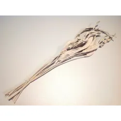 STRELITZIA LONG WHITE WASH 10PCS BOPP/kraft Small packaging