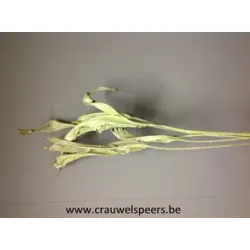 STRELITZIA LONG GREEN WASHED 10PCS BOPP/kraft Small packaging