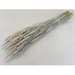 BLE (TRITICUM) FROSTED WHITE BOPP/kraft emballage hobby