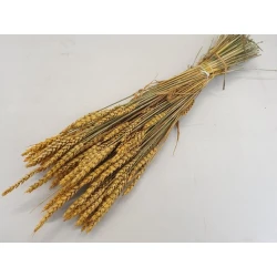 BLE (TRITICUM) JAUNE BOPP/kraft emballage hobby