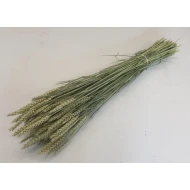 BLE (TRITICUM) NATUREL BOPP/kraft emballage hobby