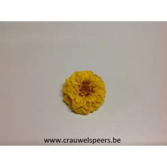 DAHLIA STABILISE (WHITE MARK) JAUNE 8PCS