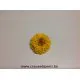 DAHLIA STABILISE (WHITE MARK) JAUNE 8PCS