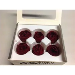 ROSE STABILISEE (ENGLISH ROSE JULIANA) +/-+/-3.5CM BORDEAUX 6PCS