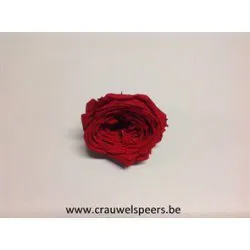 ROSE STABILISEE (ENGLISH ROSE KATE) +/-5CM ROUGE 4PCS