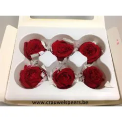 ROSE STABILISEE (ENGLISH ROSE PIPA) +/-4CM ROUGE 6PCS