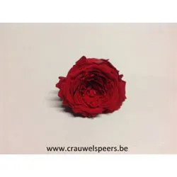 ROSE STABILISEE (ENGLISH ROSE PIPA) +/-4CM ROUGE 6PCS