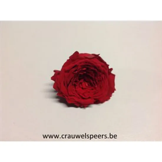 PRESERVED ROSE (ENGLISH ROSE PIPA) +/-4CM RED 6PCS