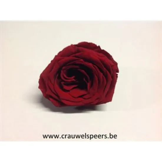 PRESERVED ROSE (LARGE OPEN) +/-6.5CM BORDEAUX 4PCS