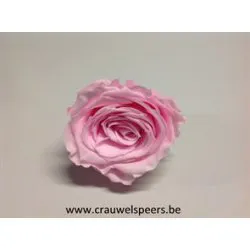 ROSE STABILISEE (LARGE OPEN) +/-6.5CM ROSE 4PCS
