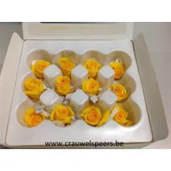ROSE STABILISEE (MINI) +/-2.5CM JAUNE 12PCS
