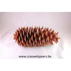 LAMBERTIANA NATUREL EXTRA 1PC