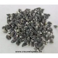 COQUILLES BLACK NASSA  1KG