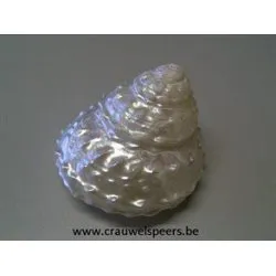 COQUILLES ASTRAEA UNDOSA PEARLIZED 3-3.5" 1ST