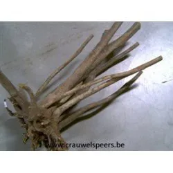 RACINE DE STYPA NATUREL