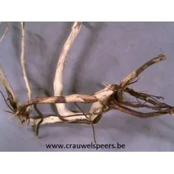 RACINE BLANCHE NATURELE