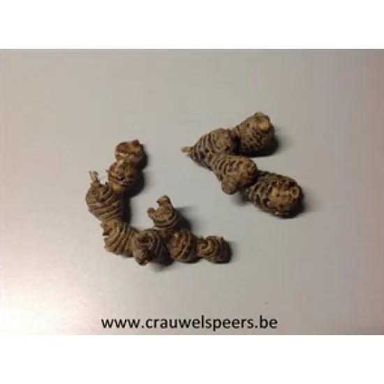 BAMBUSINHO WORTEL NATUREL +/- 500GR