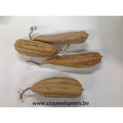 JINGHA 10-20CM NATUREL 10ST