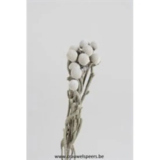 BRUNIA NATUREL 6ST