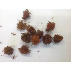 CURLY CONE ORANJE +/-300GR