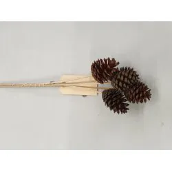 AUSTRIACA SUR TIGE 40CM (PINUS NIGRA) GEBLEEKT 5PCS