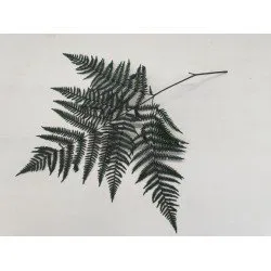 FOUGÈRE GRANDE VERT STABILISE 10PCS