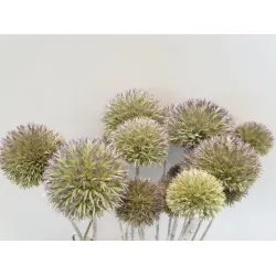 ECHINOPS WILD NATUREL 50CM