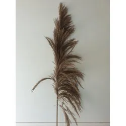 PAMPAS NATUREL 150/160CM 5ST