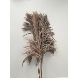 PAMPAS WHITE WASH 150/160CM 5ST