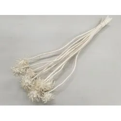 CARDOON FLOWER BLEACHED 10PCS