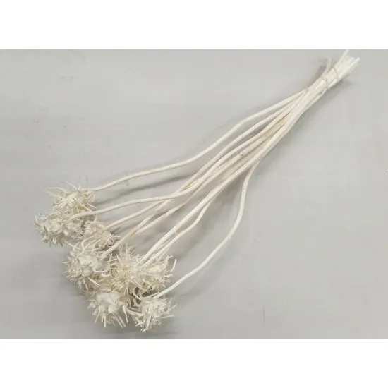 CARDONE FLEUR BLANCHI 10PCS