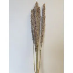 CANE ARUNDO NATURAL +/-110CM 5PCS