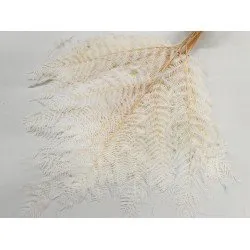 FOUGÈRE GRANDE BLANCHIE 10PCS