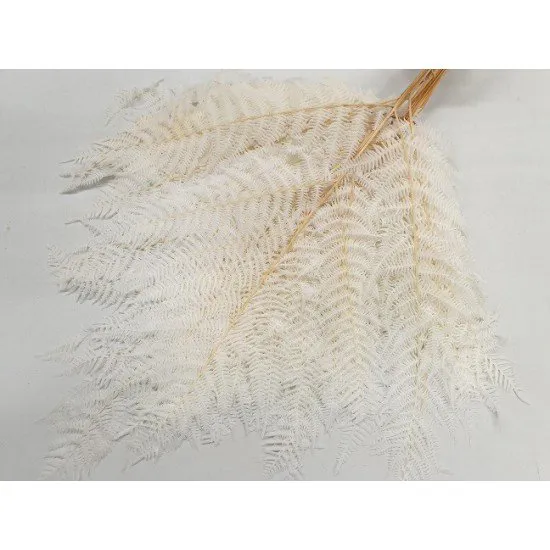 FOUGÈRE GRANDE BLANCHIE 10PCS