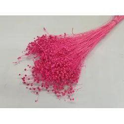 LIN FUCHSIA +/-100GR